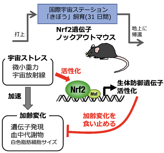 研究の概要 （c） 東北大学
