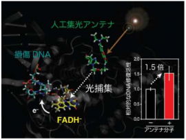 光捕集により光回復酵素のDNA修復能を向上させた本研究の実験（大阪大学の発表資料より）