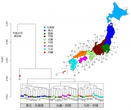 47都道府県と中国・北京の漢民族を対象にしたクラスター分析の結果。4つのグループに分類される（画像：東大の発表資料より）