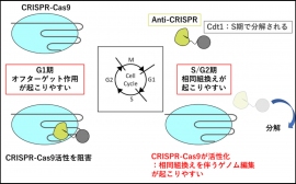 今回構築したクリスパーキャス9の活性を制御する仕組み(広島大学の発表より) 今回構築したクリスパーキャス9の活性を制御する仕組み(広島大学の発表より)
