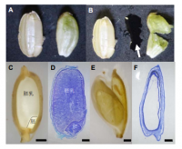 シロイヌナズナに倣って遺伝子改変したイネ。胚珠がショ糖を含む。（写真：名古屋大学の発表資料より）