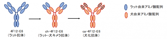 （図1）抗犬 PD-1 犬化抗体の作製（画像: 山口大学の発表資料より）