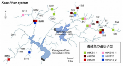 嘉瀬川水系内で検出された養殖魚の遺伝子型とその分布図（画像：九大の発表資料より）