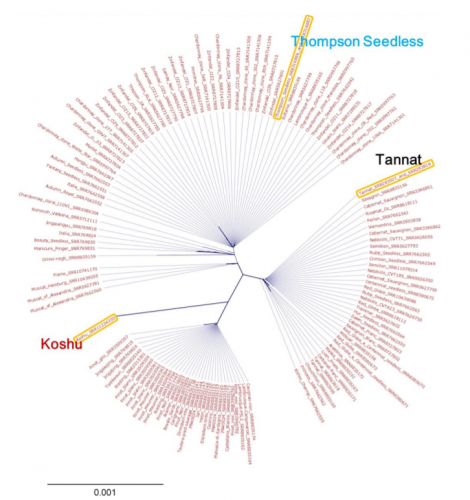 欧州で栽培されている他品種と甲州の比較ゲノム解析結果（画像: 東京農業大学の発表より）