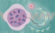 DNAの両端に存在するテロメア部分に見られる塩基の繰り返し配列に、選択的に結合する化合物を開発し、蛍光化合物を付着させたイメージ図。蛍光マーカーは「SiR-TTet59B」と名付けられ、テロメアの働きを観察することができる。(c) 高宮ミンディ／京都大学アイセムス