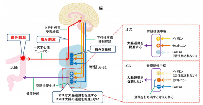 脳から脊椎に放出される神経伝達物質と、大腸運動の性差（岐阜大学の発表資料より）
