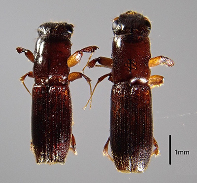 北海道で初めて発見されたカシノナガキクイムシ（森林総合研究所の発表より）