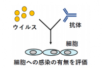 ウイルス中和実験の概要。（画像: 慶應義塾大学の発表資料より）