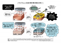今回の研究の概要（画像: 日本原子力研究開発機構の発表資料より）
