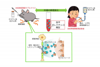 研究の概要（画像: 京都大学の発表資料より）