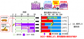 カロリー制限による腫瘍進展抑制効果（画像: 量子科学技術研究開発機構の発表資料より）