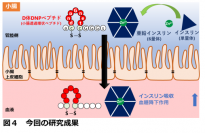 今回の研究の成果（画像: 熊本大学の発表資料より）