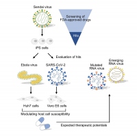 既存薬からの抗ウイルス活性を持つ薬剤スクリーニングの手順（画像: 京都大学の発表資料より）