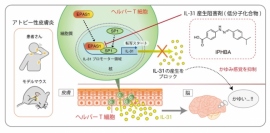 今回の研究の概要。アトピー性皮膚炎の主要な痒みを引き起こす物質である IL-31の産生を抑制する化合物を開発した。（画像: 九州大学の発表資料より）