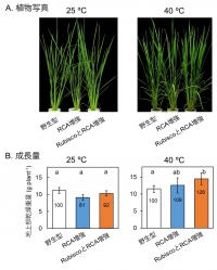 ルビコス（Rubisco）とアクチベース（RCA）の二重形質転換体イネの植物成長量。25度と40度において75日間栽培した後に、地上部の乾燥重量を解析した。二重形質転換体イネの地上部乾燥重量は、野生型イネに比べて、25度では同程度であったが、40度では有意に高かった。（画像: 東京大学の発表資料より）