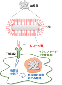 TREM2を介した結核菌の免疫回避機構（画像: 鹿児島大学の発表資料より）