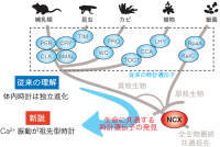 カルシウムイオン（Ca2+ ）制御タンパク質であるNa+/Ca2+交換輸送体 （NCX）を、あらゆる生物の体内時計に共通して働く因子と位置付けた研究の概念図（東京大学の発表資料より）