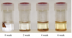 バイオナイロンが消化酵素で分解されていく様子（画像: 北陸先端科学技術大学院大学の発表資料より）