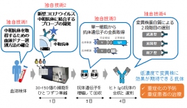 中和抗体の取得工程（画像:京都大学の報道発表資料より）