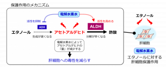 電解水素水がアルコール関連代謝酵素に与える影響（画像: 早稲田大学の発表資料より）
