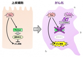 Ras 活性化腫瘍がマイクロ RNA によって細胞老化を克服するメカニズム
（画像: 京都大学報道発表資料より）