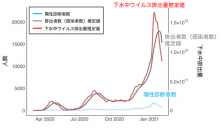 東京都における陽性診断者数の移動平均値（７日間）と、今回の研究で構築した数理モデルを用いて計算した下水中新型コロナウイルス排出量と排出者数（感染者数）推定値。糞便中への排出は発症の2日前に始まると仮定している。（画像: 東北大学の発表資料より）