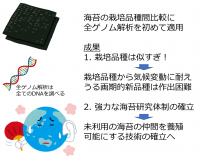 有明海に生息するノリを対象に行った全ゲノム解析で、養殖ノリは遺伝的類似度が高いとする佐賀大の研究成果（佐賀大学の発表資料より）