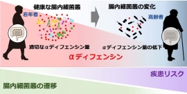 高齢者のαディフェンシン低下と腸内細菌（画像: 北海道大学の発表資料より）