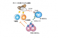今回の研究の概念図（画像: 東京大学の発表資料より）