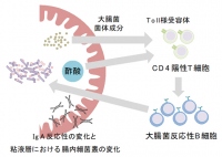 酢酸がIgAの腸内細菌反応性のバランスを変化させて腸内細菌を制御する仕組み。（画像: 理化学研究所の発表資料より）