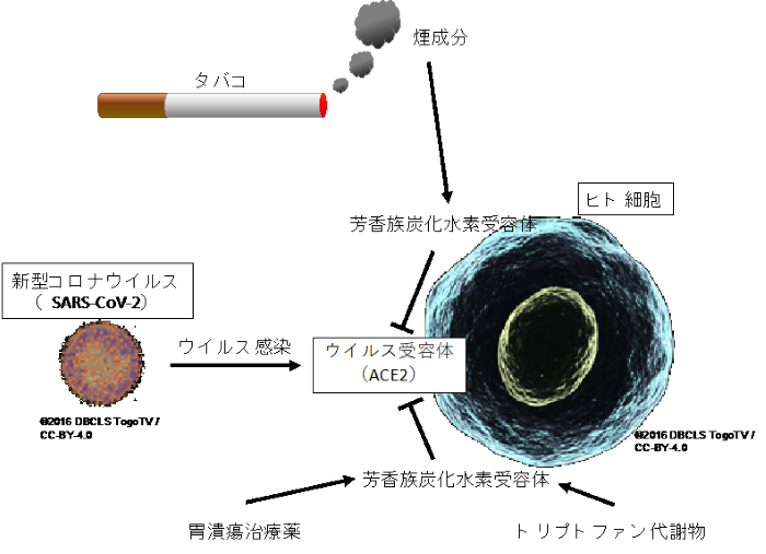 今回の研究の概要（画像: 広島大学の発表資料より）
