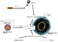 今回の研究の概要（画像: 広島大学の発表資料より）