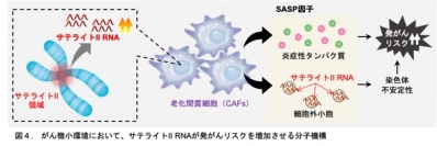 サテライト II RNAが発がんリスクを増加させる分子機構（画像: がん研究会報道発表資料より）
