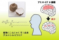 今回の研究の概要。（画像: 北海道大学の発表資料より）