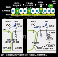 今回の研究の概要（画像: 早稲田大学の発表資料より）