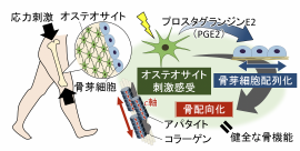 今回の研究の概要。(画像: 大阪大学の発表資料より) 今回の研究の概要。(画像: 大阪大学の発表資料より)