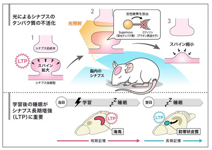 今回の研究の概要（画像:京都大学報道発表資料より）