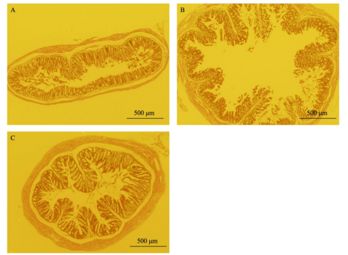 潰瘍性大腸炎を発症していないマウス（左上）、潰瘍性大腸炎を発症したマウス（EPS摂取なし、右上）、潰瘍性大腸炎を発症したマウス （酸性 EPS摂取、左下）。潰瘍性大腸炎の発症により、腸管上皮組織の破壊が観察されたが、EPSの摂取で改善されている様子が分かる（画像: 広島大学の発表資料より）