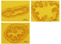 潰瘍性大腸炎を発症していないマウス（左上）、潰瘍性大腸炎を発症したマウス（EPS摂取なし、右上）、潰瘍性大腸炎を発症したマウス （酸性 EPS摂取、左下）。潰瘍性大腸炎の発症により、腸管上皮組織の破壊が観察されたが、EPSの摂取で改善されている様子が分かる（画像: 広島大学の発表資料より）