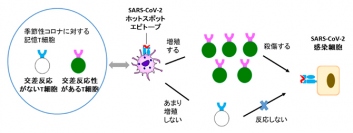 交差反応性T細胞の新型コロナウイルス感染に対する役割（画像:理化学研究所報道発表資料より）