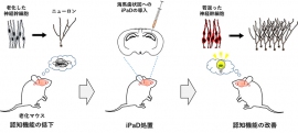 今回の研究の概要(画像:京都大学報道発表資料より) 今回の研究の概要(画像:京都大学報道発表資料より)