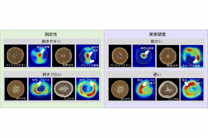 深層学習による剥皮の難易もしくは果実の硬軟の分類と、分類に寄与した特徴の可視化（画像: 東京大学の発表資料より）