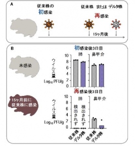 新型コロナウイルスへの感染から回復したハムスターの再感染について(画像: 東京大学報道発表資料より) 新型コロナウイルスへの感染から回復したハムスターの再感染について(画像: 東京大学報道発表資料より)