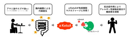 腸内細菌によるオメガ 3 脂肪酸 の代謝と「αKetoA」の抗炎症作用（画像: 医薬基盤・健康・栄養研究所の発表資料より）