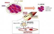 今回の研究の概要（画像: 北海道大学の発表資料より）