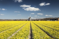 Photo:伝統的な風車のあるオランダの風景（画像提供：Netherlands Board of Tourism and Conventions）
