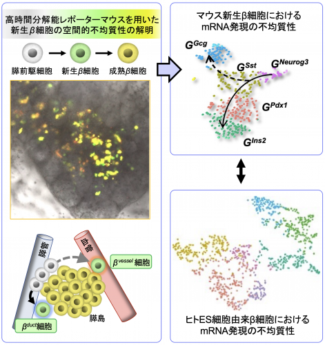 今回の研究の概要。膵β細胞新生の空間情報を高時間分解能かつ高解像度で取得可能なマウスに、新生β細胞は緑色蛍光を、成熟β細胞は黄色（緑色＋赤色）蛍光をつける。このモデルの解析により、新生β細胞には膵管近傍で生まれる細胞と、血管近傍で生まれる細胞の2つが存在することが明らかに（左図）。マウス新生β細胞とヒトES細胞由来β細胞のシングルセル解析により、β細胞は遺伝子学的に不均質な細胞集団であり、さらに、ヒトES細胞由来β細胞との比較により、マウスとヒトの新生β細胞における類似性も明らかにした（右図）（画像: 大阪大学の発表資料より）