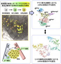 今回の研究の概要。膵β細胞新生の空間情報を高時間分解能かつ高解像度で取得可能なマウスに、新生β細胞は緑色蛍光を、成熟β細胞は黄色（緑色＋赤色）蛍光をつける。このモデルの解析により、新生β細胞には膵管近傍で生まれる細胞と、血管近傍で生まれる細胞の2つが存在することが明らかに（左図）。マウス新生β細胞とヒトES細胞由来β細胞のシングルセル解析により、β細胞は遺伝子学的に不均質な細胞集団であり、さらに、ヒトES細胞由来β細胞との比較により、マウスとヒトの新生β細胞における類似性も明らかにした（右図）（画像: 大阪大学の発表資料より）