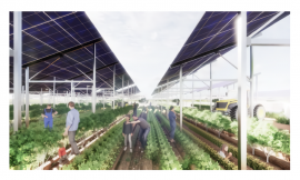 太陽光発電所下部での営農イメージ（画像：東急不動産の発表資料より）