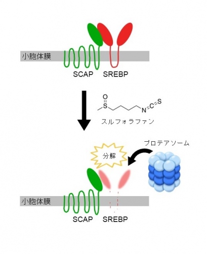 スルフォラファンがSREBPを分解するメカニズム（画像: 東京農業大学の発表資料より）